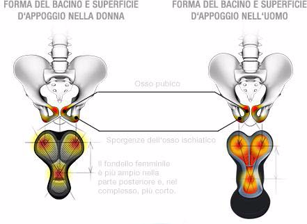 Prostata e erezione